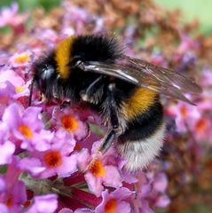 Bombus