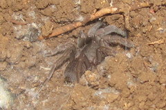 Selenocosmiinae