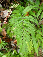 Athyrium otophorum