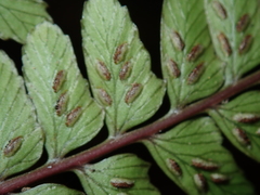 Athyrium otophorum