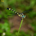 Lamelligomphus - Photo (c) Kim Dae Ho, some rights reserved (CC BY-NC), uploaded by Kim Dae Ho