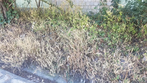 Lindenleaf Sage