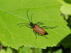 Anastrangalia dubia