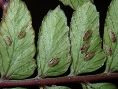 Athyrium otophorum