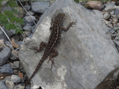 Sceloporus cautus