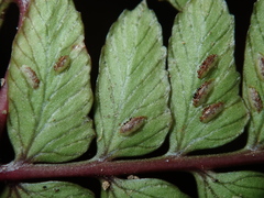 Athyrium otophorum