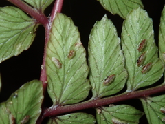 Athyrium otophorum