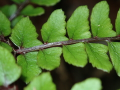 Athyrium otophorum