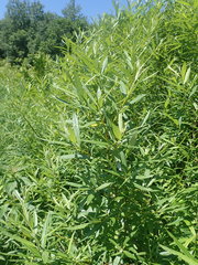 Salix pellita