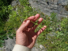 Galium asprellum