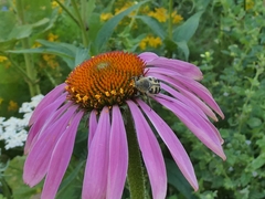 Trichius
