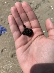 Botryllus schlosseri