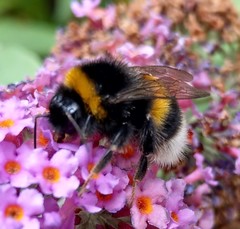 Bombus