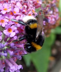 Bombus
