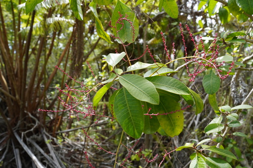 Charpentiera obovata observed 2024-05-31