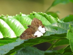 Tagiades calligana