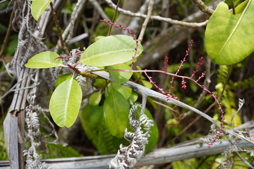 Charpentiera obovata observed 2024-05-31