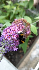 Bombus