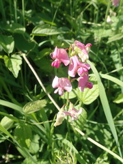 Lathyrus