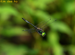 Somatochlora clavata