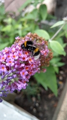 Bombus