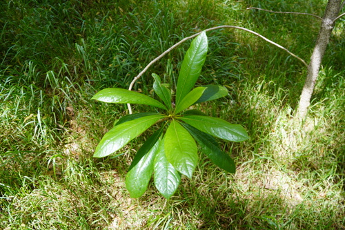 Pittosporum hosmeri observed 2024-05-31