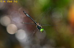 Somatochlora clavata