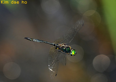 Somatochlora clavata