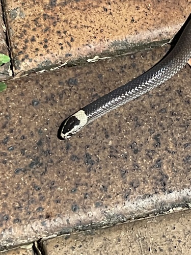 White-crowned Snake sighting
