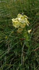 Pedicularis tuberosa