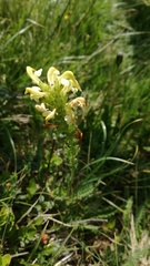 Pedicularis tuberosa
