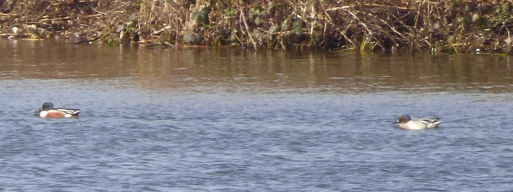 Northern Shoveler × Garganey