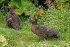 Auckland Teal photo 4