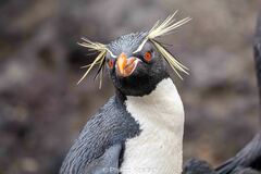 Eastern Rockhopper Penguin photo 3