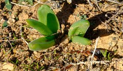 Bulbine navicularifolia