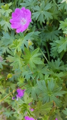 Geranium sanguineum