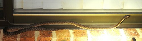 Brown Tree Snake sighting