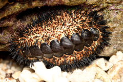 Acanthopleura spinosa