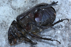Xylotrupes gideon gideon