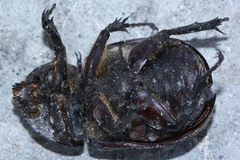 Xylotrupes gideon gideon