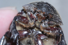 Xylotrupes gideon gideon