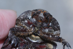Xylotrupes gideon gideon
