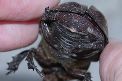Xylotrupes gideon gideon