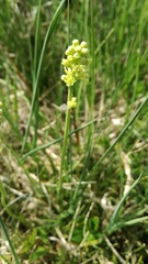 Tofieldia calyculata