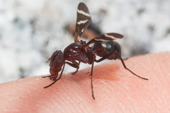 Tritoxa cuneata