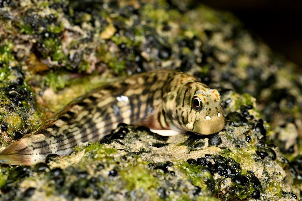 Lumphead Blenny