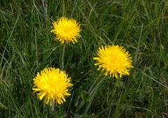 Hypochaeris uniflora