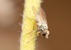 Diptera