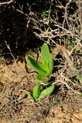 Bulbine navicularifolia