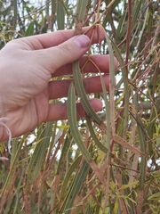 Eucalyptus victrix, photograph (c) Malcolm Simard, some rights reserved (CC BY)